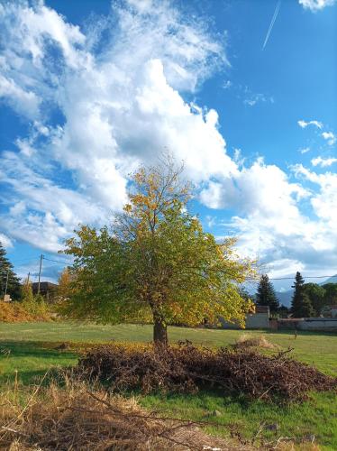 a tree in the middle of a field at Guesthouse Elaia in Synikia Mesi Trikalon