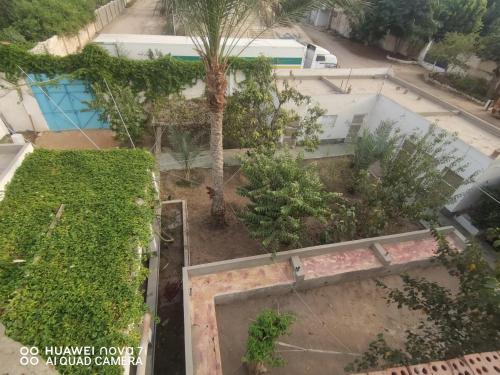 een uitzicht over een tuin met een palmboom bij استراحه وفيلا ومكان ترفيهي 
