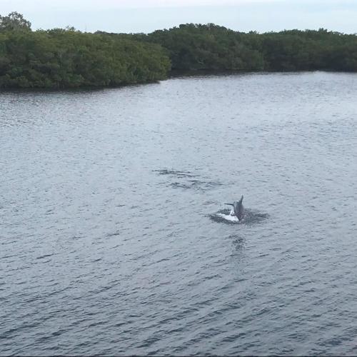 a dolphin in the middle of a body of water at The Artful Nook in Ruskin