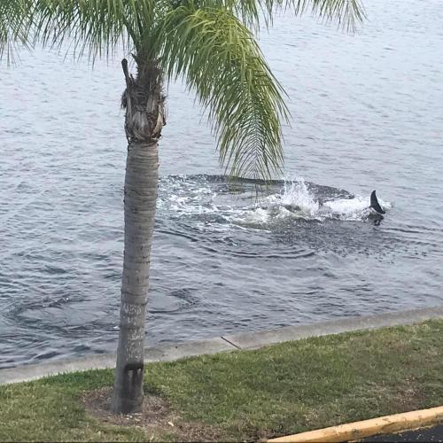 a bird swimming in the water next to a palm tree at The Artful Nook in Ruskin