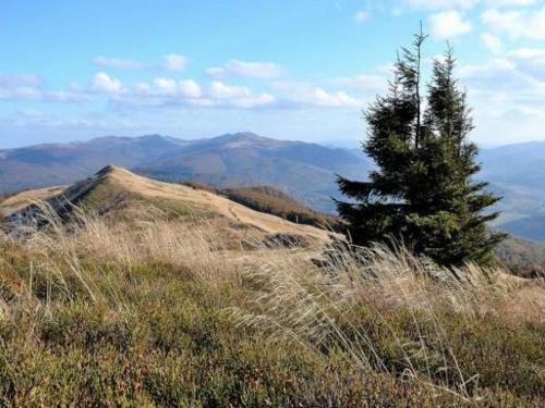 a pine tree on top of a hill with mountains at Nad Strumieniem in Cisna