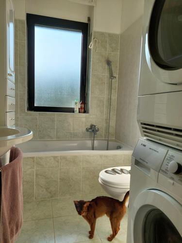 a cat standing in a bathroom with a washing machine at Da GianFi Lugano-Pregassona - Stanza privata - Adults Only in Lugano