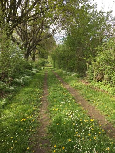 a dirt road in a field with trees and flowers at Ländliches HideAway zwischen Hamburg und Lübeck in Köthel
