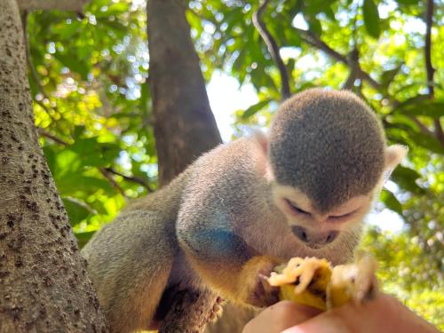 amonkey sitting on a persons hand eating a banana at Villa Éden in Alter do Chao