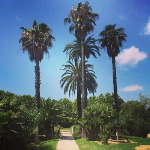 een groep palmbomen op een onverharde weg bij Riviera’s Soul in Antibes
