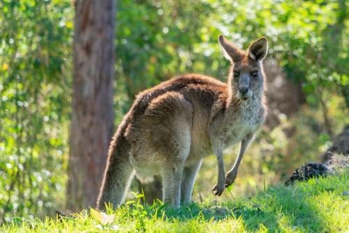 a kangaroo standing in the grass in a field at Little Mountain Retreat in Caloundra