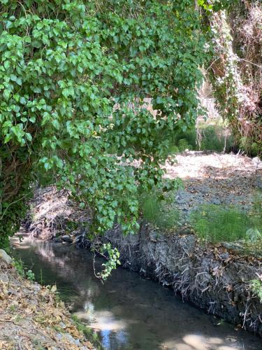 a stream of water with a bunch of green plants at Costas Inn in Spílion