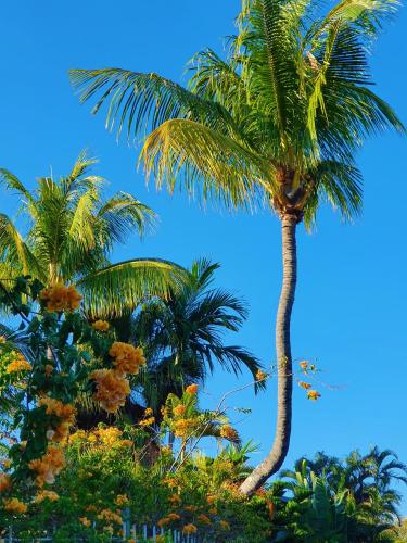 two palm trees with a blue sky in the background at Malvilla in Pereybere