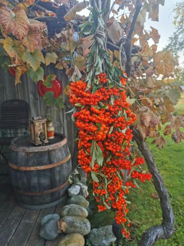 a bunch of red flowers hanging from a tree at Gemütlichkeit am Vierkanthof - Apartment 2 in Wörterberg