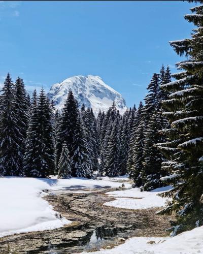 a snow covered mountain in the middle of a forest at Apartments center Zorić in Žabljak