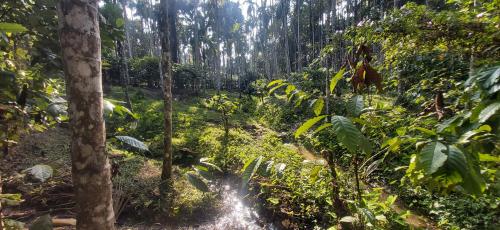 a dirt trail in a forest with trees at M Cube Service Apartments in Sakleshpur