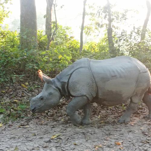 a statue of a rhino walking in the woods at Tiger Residency Resort in Sauraha