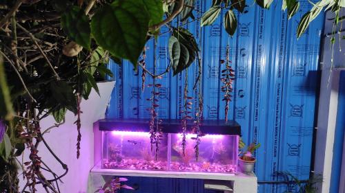 un aquarium avec des lumières violettes dans une pièce ornée de plantes dans l'établissement ADH Amilia Gardens, à Mysore