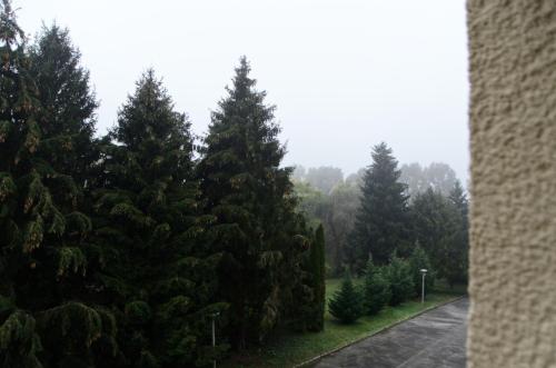 哈卡尼的住宿－Kovács apartman Harkány，一条迷雾的街道上一群松树