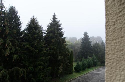 grupa sosen na mglistej ulicy w obiekcie Kovács apartman Harkány w mieście Harkány