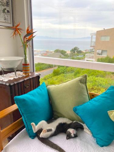 a cat laying on a couch in front of a window at Two Oceans Artist's Home. in Fish hoek