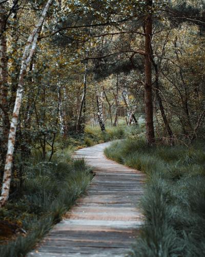 a path through a forest with trees and grass at Ferienwohnung mit Loggia in Münster