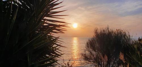 a sunset over the water with a palm tree at ΑRILLA STUDIOS in Perdika