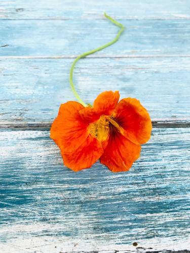 an orange flower sitting on top of a wooden table at Kellerstöckl am veganen Bio-Lebenshof "Varm - die vegane Farm" in Bergla