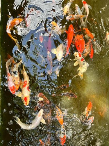 un grupo de peces koi nadando en un estanque en Complejo El Refugio - Las Toscas, en Las Toscas