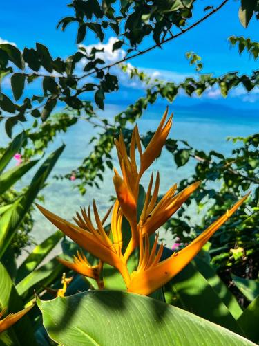 a yellow and orange flower in front of the ocean at The Dream Beach Resort in Taytay