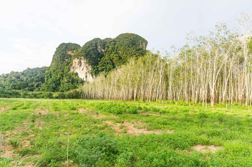 a field with bamboo trees in the background at 8 Palm Villa - Private Pool Villas in Aonang in Ao Nang Beach