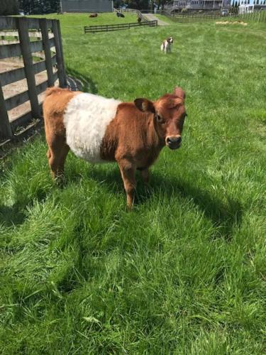 a brown and white cow standing in the grass at Farmland retreat in Tokoroa
