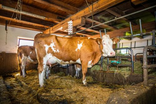 a brown and white cow standing in a barn at Haus Lindbichl in Sankt Johann im Pongau
