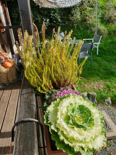 a cabbage sitting on a bench next to some plants at Chalet le logis des autre in Vireux-Wallerand