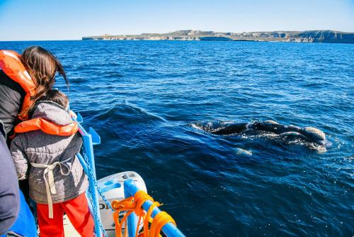 a girl on a boat looking at a whale in the water at Alojamiento Gonzalez Paz in Puerto Madryn