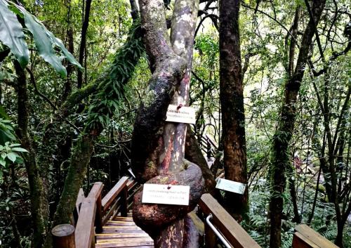 a tree growing out of a wooden boardwalk at Lions Rock Rapids - Luxury Tented Camp in Hazyview