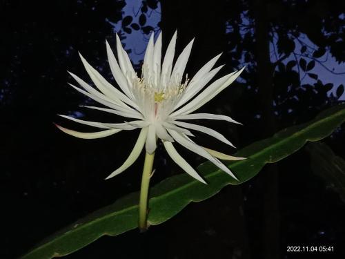 a white flower on top of a green plant at Ancient Tree in Mirissa