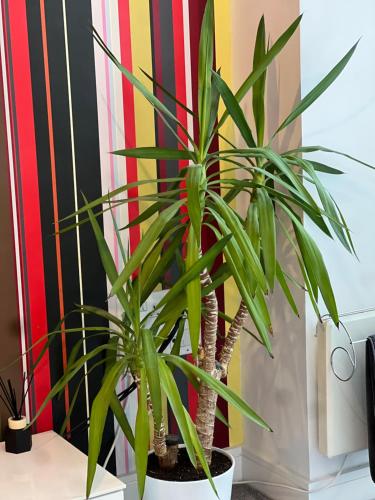 a palm plant in a white pot on a desk at K D Tower Lux Apartment in Hemel Hempstead