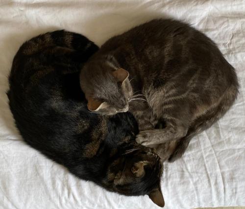 two cats curled up in a heart shape on a bed at Villa Galabé et Tafia in Sainte-Marie