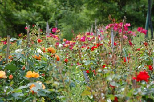a field of colorful flowers in a garden at Due Piani in Barberino di Val dʼElsa