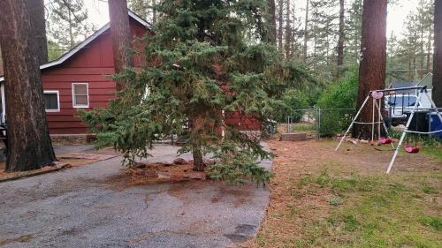 a small pine tree in front of a red house at Green Cabin in Big Bear Lake 3 bdr Pets Friendly in Big Bear City
