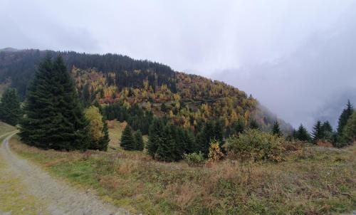 a dirt road in the middle of a mountain with trees at Yeti Lodge in Sedrun