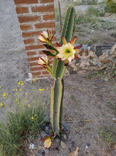 a cactus with flowers in the middle of the street at Hotel Juanita in Puelches
