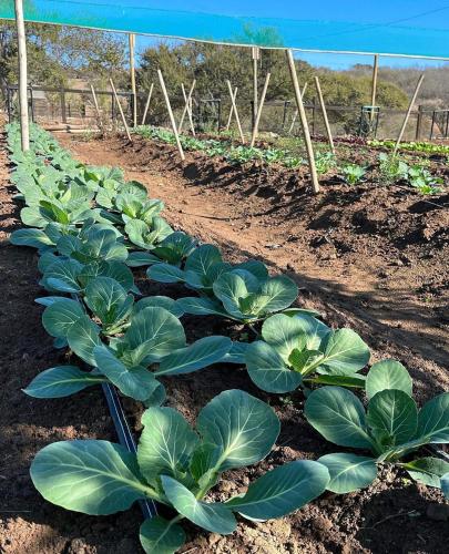 a row of green plants in a field at La Guarda in Zapallar