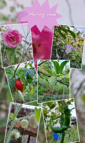 a collage of photos of flowers and plants at Shree Homestay in Manipala