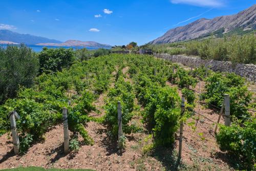 a vineyard on the side of a mountain at House Silvijo in Pag