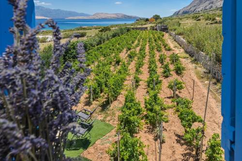 a row of plants in a field with purple flowers at House Silvijo in Pag