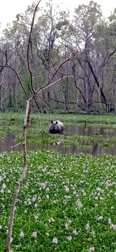 a large elephant laying in a field of water at Crocodile Safari Camp in Chitwan