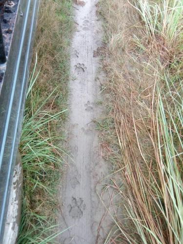 a dirt road with footprints in the grass at Crocodile Safari Camp in Chitwan