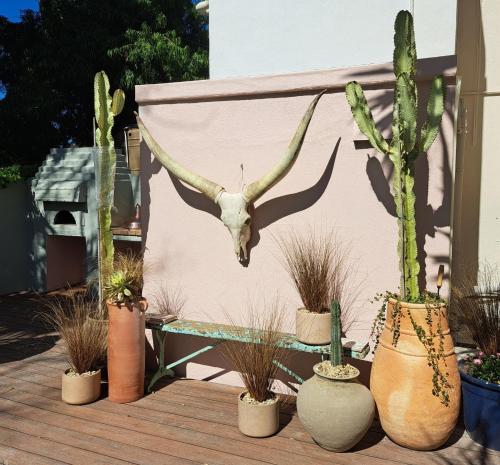 a group of cactuses and plants in a yard at THE BIG - Luxury Backpackers in Cape Town