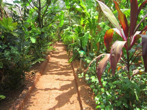a path in the middle of a garden at Namaste Yoga Farm in Gokarna
