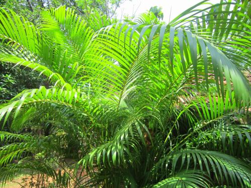 a group of green palm trees in a forest at Namaste Yoga Farm in Gokarna