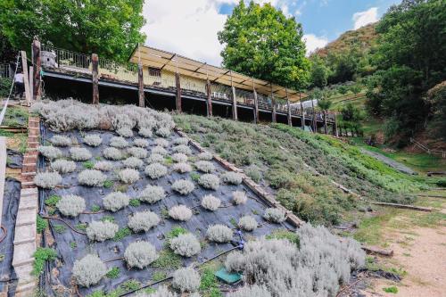 a row of plants on a hill with a bridge at AGRITURISMO CA' FENILE in Alzano Lombardo