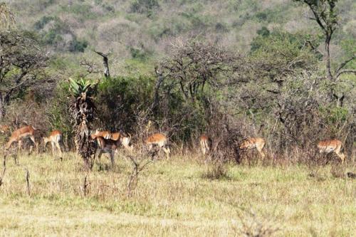 a group of antelopes grazing in a field at Welcoming One Bedroom Flatlet with Pool in Pietermaritzburg