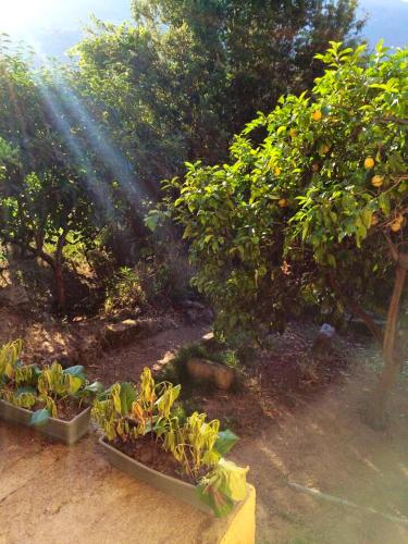 Maison de charme à Ajaccio avec terrasse et jardin